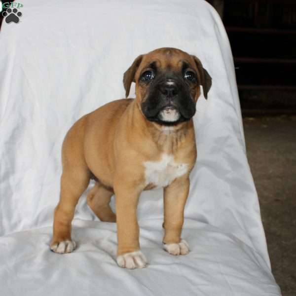 Barb, Boxer Puppy