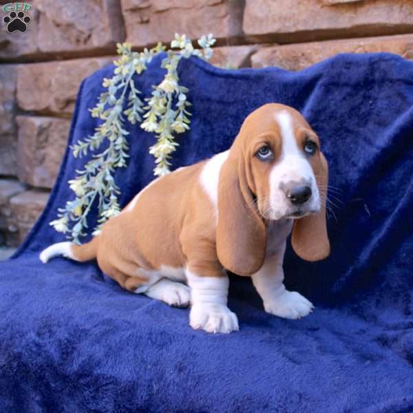 Baxter, Basset Hound Puppy