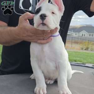 Patchy the pirate, Dogo Argentino Puppy