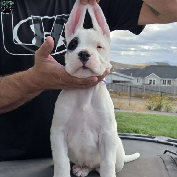 Patchy the pirate, Dogo Argentino Puppy