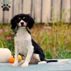 Anderson, Cavachon Puppy