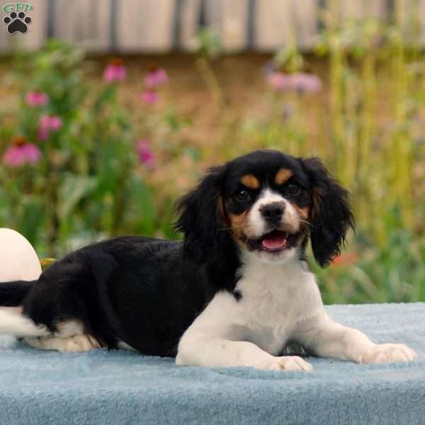 Anderson, Cavachon Puppy