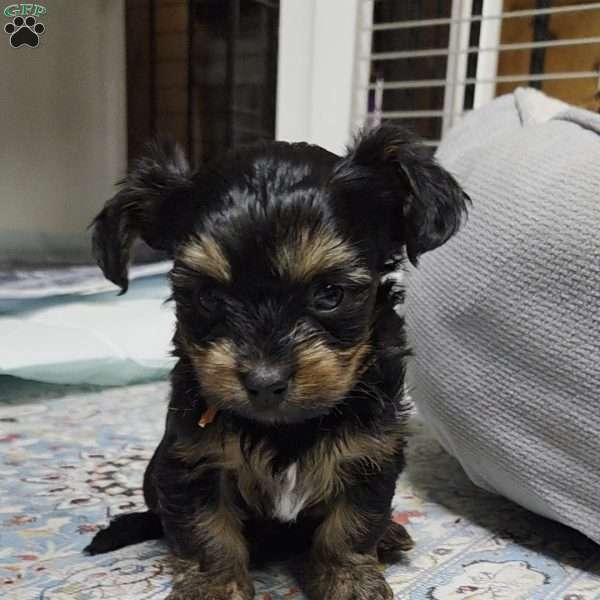 Manny, Dorkie Puppy
