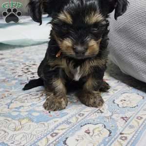 Manny, Dorkie Puppy