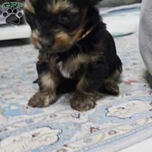 Manny, Dorkie Puppy
