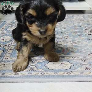 Jack, Dorkie Puppy