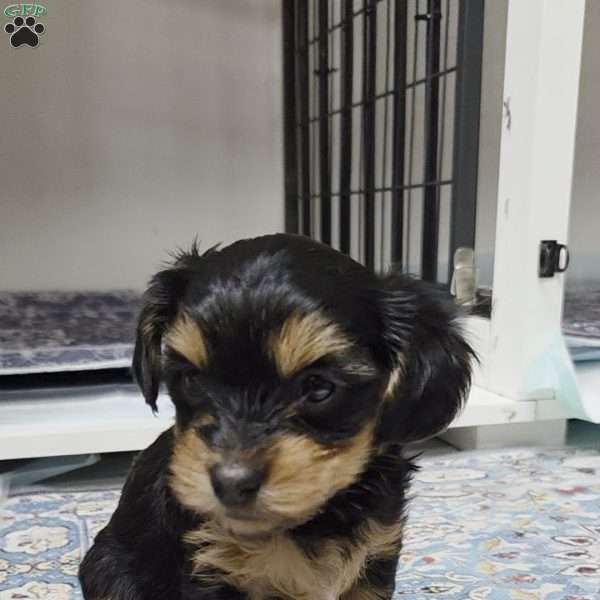 Jack, Dorkie Puppy