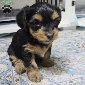 Jack, Dorkie Puppy