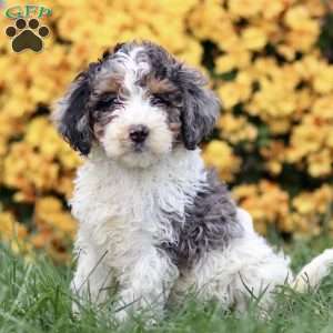 Tamara, Sheepadoodle Puppy
