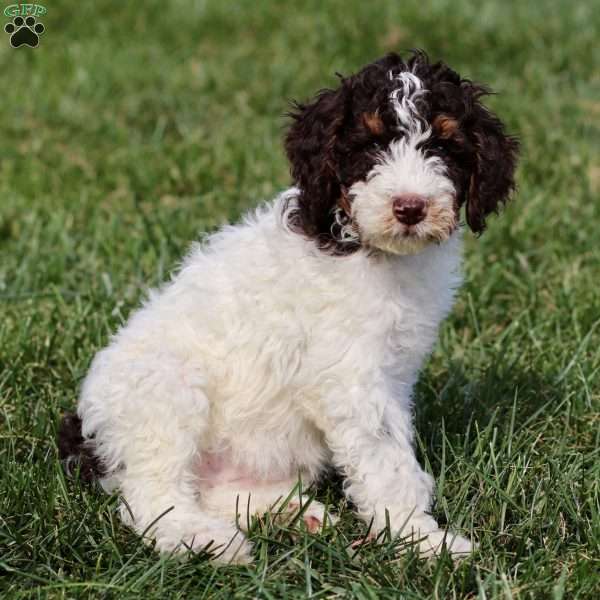 Taylor, Sheepadoodle Puppy