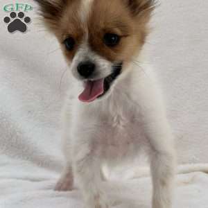 Flash, Papillon Puppy