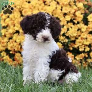 Talia, Sheepadoodle Puppy