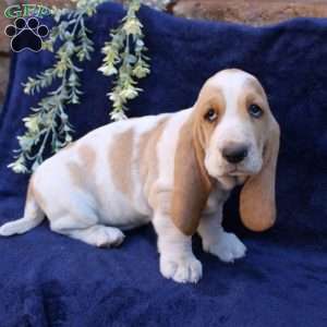 Bonnie, Basset Hound Puppy