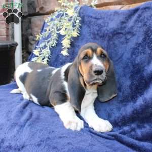 Betty, Basset Hound Puppy