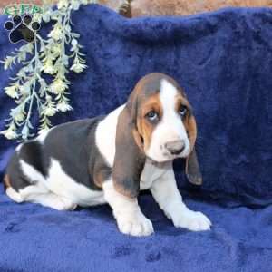 Blondie, Basset Hound Puppy