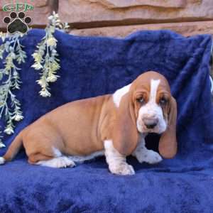 Boone, Basset Hound Puppy