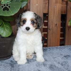 Lola, Cavapoo Puppy