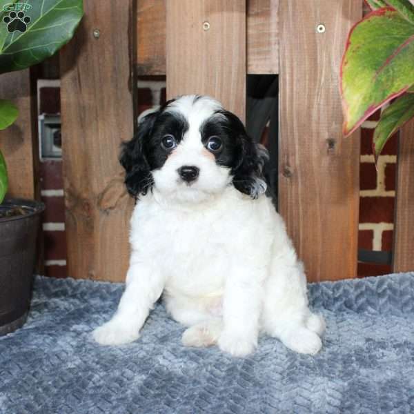 Luke, Cavapoo Puppy
