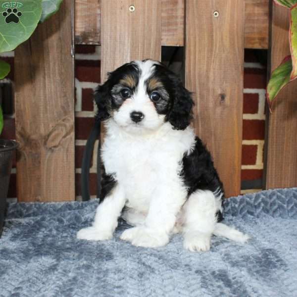 Lilly, Cavapoo Puppy
