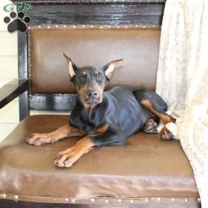 Sasha, Doberman Pinscher Puppy