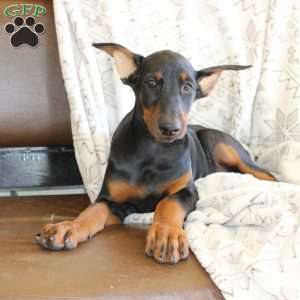 Sunshine, Doberman Pinscher Puppy