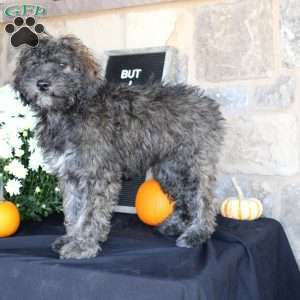 Sundae, Mini Labradoodle Puppy