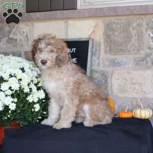 Sunset, Mini Labradoodle Puppy
