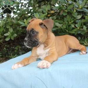 Mack, Boxer Puppy