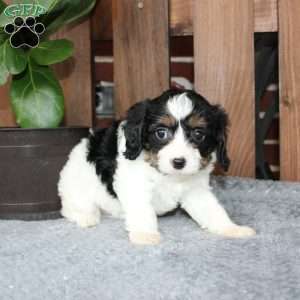Ava, Cavapoo Puppy