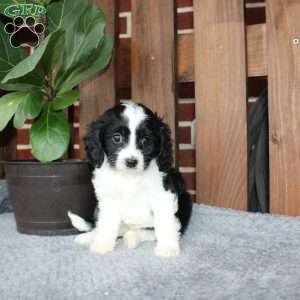 Ace, Cavapoo Puppy
