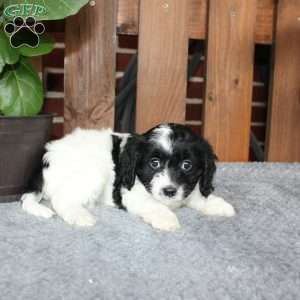 Abby, Cavapoo Puppy