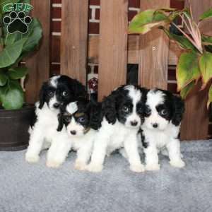 Ace, Cavapoo Puppy