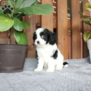 Alex, Cavapoo Puppy