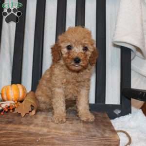 Pam, Mini Goldendoodle Puppy