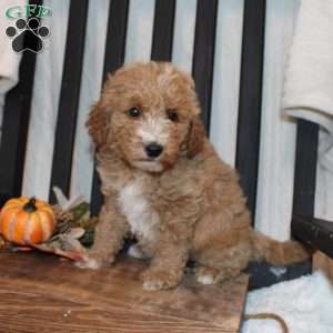 Polly, Mini Goldendoodle Puppy