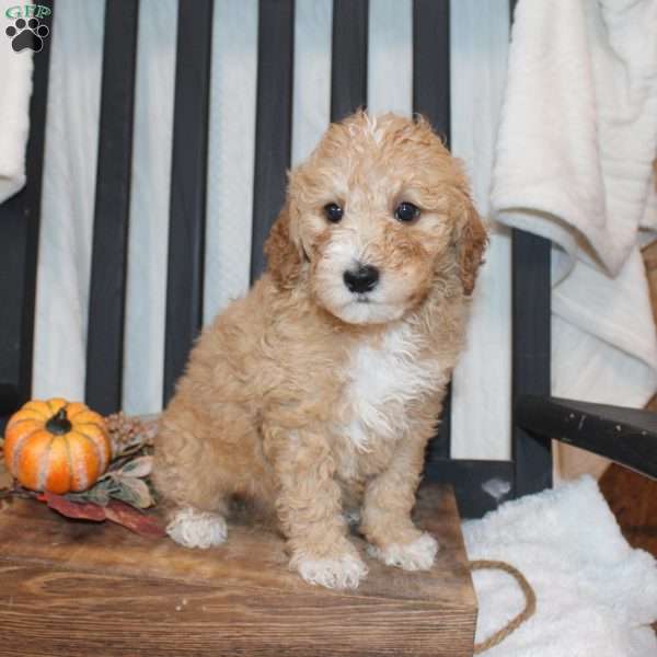 Penelope, Mini Goldendoodle Puppy