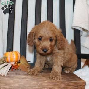 Pete, Mini Goldendoodle Puppy