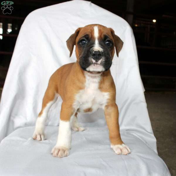 Baxter, Boxer Puppy