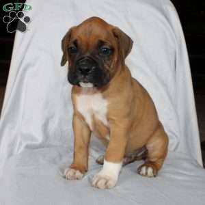Boone, Boxer Puppy