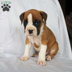 Billy, Boxer Puppy