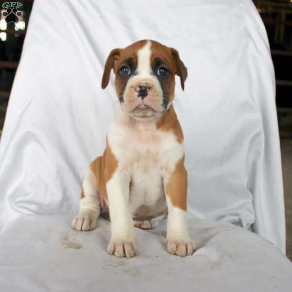 Betsy, Boxer Puppy