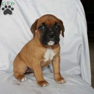 Betty, Boxer Puppy