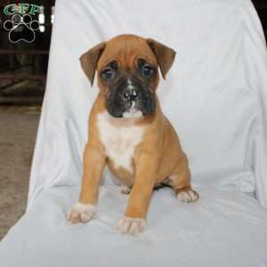 Bell, Boxer Puppy