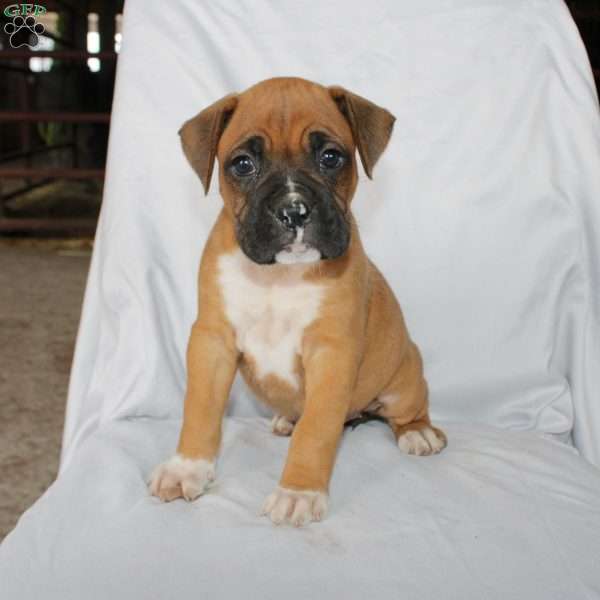 Bell, Boxer Puppy