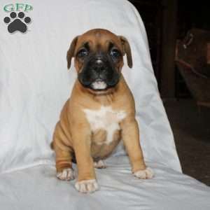 Barb, Boxer Puppy