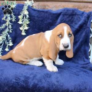 Baxter, Basset Hound Puppy