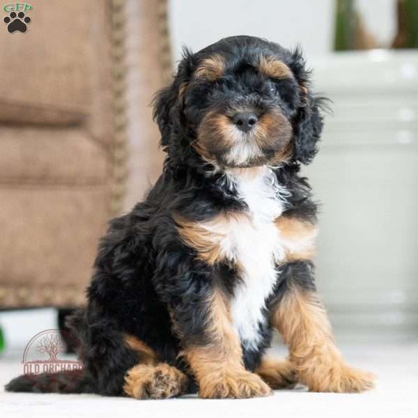 Loki, Cavapoo Puppy