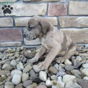 Hudson, Great Dane Puppy