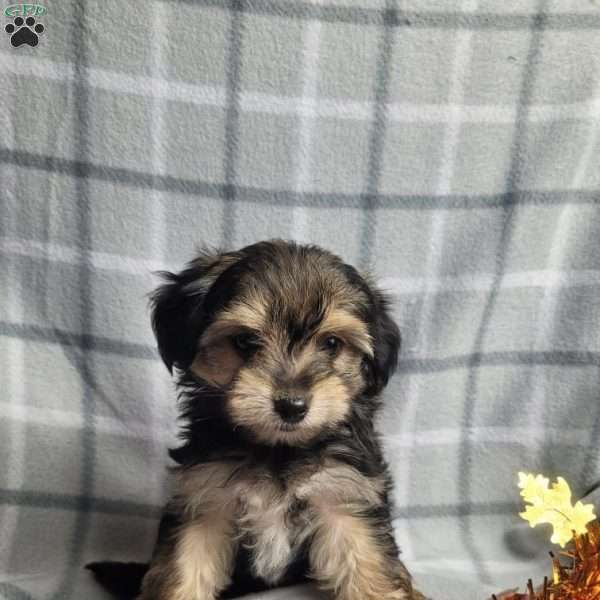 Cinnamon, Morkie / Yorktese Puppy