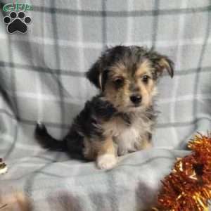 Pumpkin, Morkie / Yorktese Puppy